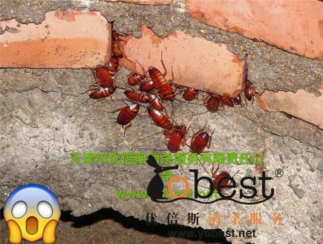 成功案例