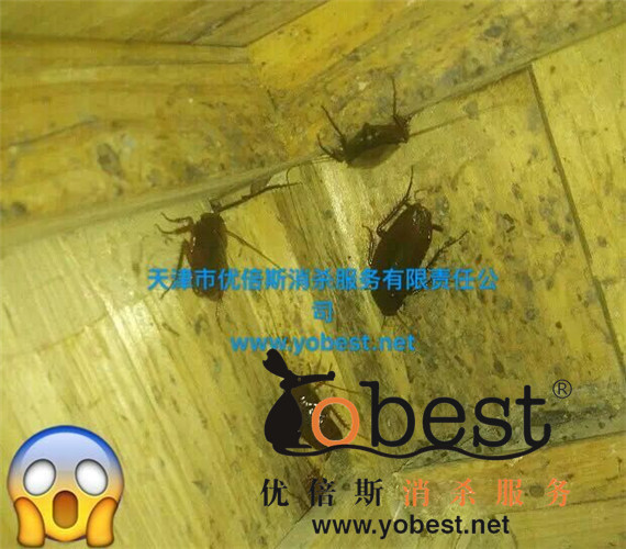 成功案例