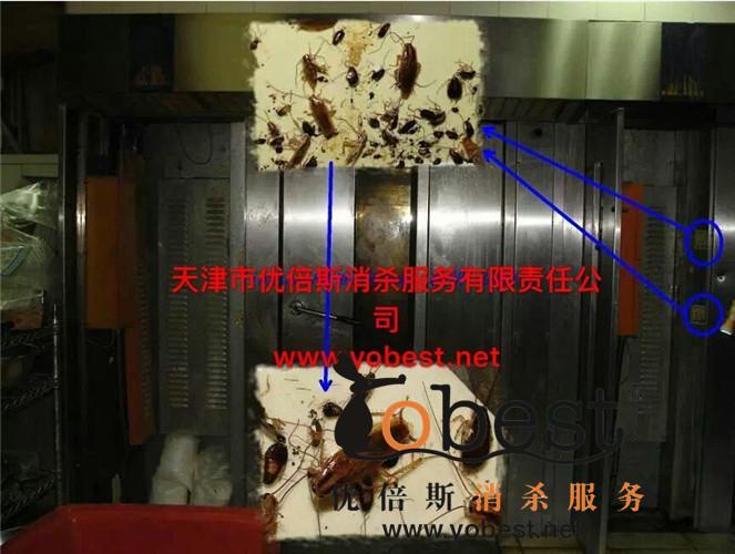 成功案例