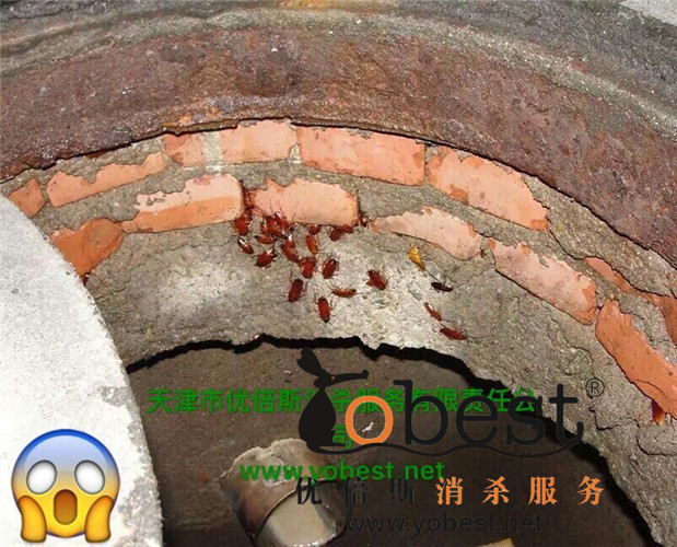 成功案例